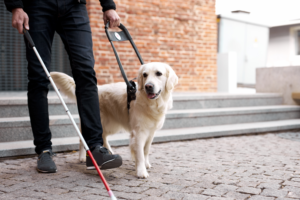 Disability discrimination laws protect blind employees accommodations for service dogs. Helmer Friedman LLP vigorously protects the rights of all employees.